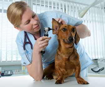 Veterinarian Giving Dog a Medical Exam Photo