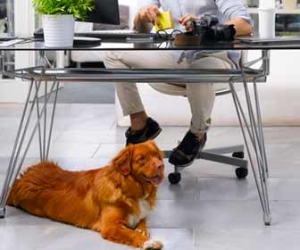 Dog under desk in a pet friendly office picture