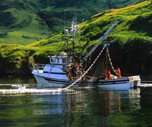 Alaska Salmon Purse Seiner fishing the Inside Passage in SE Alaska