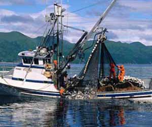 Alaska Salmon Purse Seiner pulling in Net in Southeast Alaska