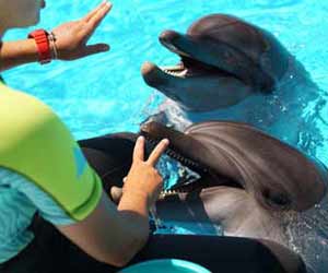 Dolphin Trainer Working with Two Dolphins
