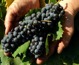 Sommelier Shows Wine Grapes in Vineyard