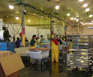 Workers Working at Alaska Seafood Processing Plant
