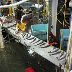 Alaska Seafood Processing Plant Salmon Line