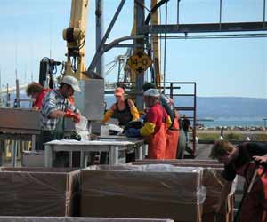 Dock Crew at Alaska Seafood Processing Plant
