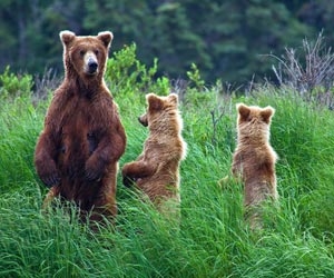 Bear sow and two cubs standing in grass in Alaska