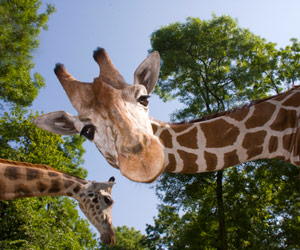 Funny image of giraffe looking down at a camera