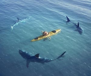 Kayaker on open water being circled by three sharks