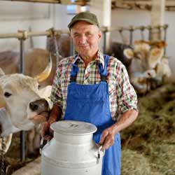 Dairy Farmers Work with Cows to Gather Milk
