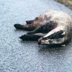 Roadkill Collectors Perform a Gross but Necessary Job for Drivers Everywhere