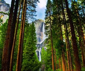 Yosemite Falls Behind Sequoia Trees