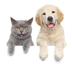 Cat and Dog Show Judging Has Become Increasingly Popular and Competitive