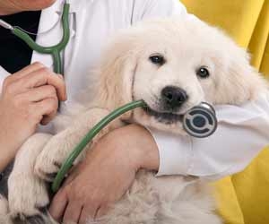 Veterinary Technicians Must Obtain Certification to Practice