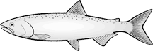 阿拉斯加银鲑鱼图片