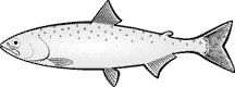 阿拉斯加粉红鲑鱼图片