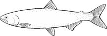 阿拉斯加红鲑鱼图片