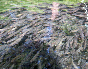 hatchery salmon spawning photo